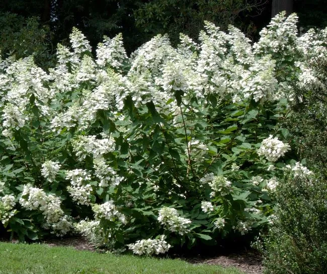 Сорта Гортензии метельчатой: Гортензия Юник (Hydrangea paniculata Unique)