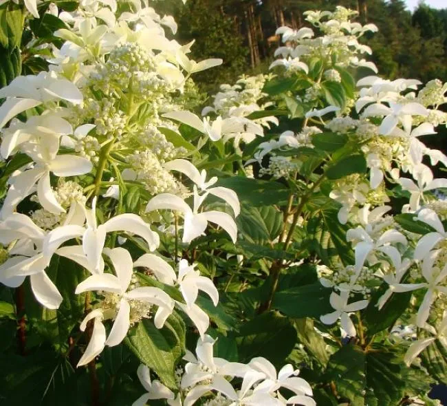 Сорта Гортензии метельчатой: Гортензия Левана (Hydrangea paniculata Levana)