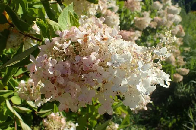 Гортензия метельчатая сорт Грандифлора (Hydrangea paniculata Grandiflora)