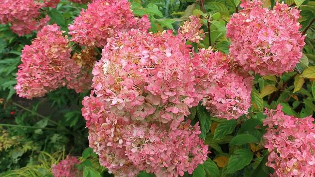 Гортензия метельчатая Земляничный десерт  (Hydrangea paniculata Vanilla Strawberry)