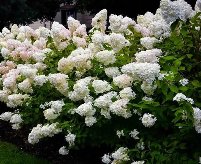 Сорта Гортензии метельчатой: Бомшелл (Hydrangea paniculata Bombshel)