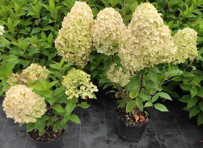 Гортензия метельчатая Коттон Крим (Hydrangea paniculata Cotton Cream)