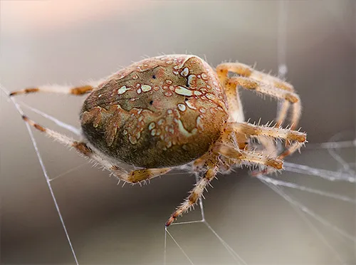 Паук-крестовик на паутине (Araneus diadematus)