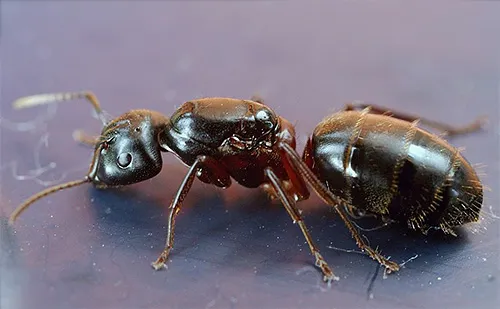 Красногрудый муравей-древоточец (Camponotus herculeanus)