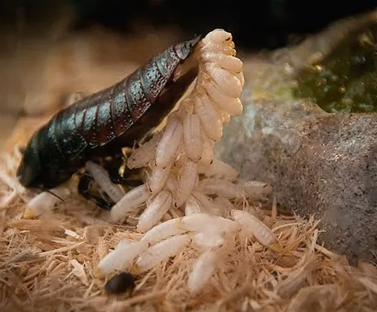 Самка мадагаскарского таракана исторгает из своего брюшка огромное количество личинок...