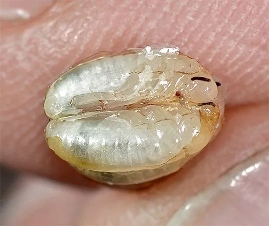 Эмбрионы таракана, вынутые из поврежденной оотеки.