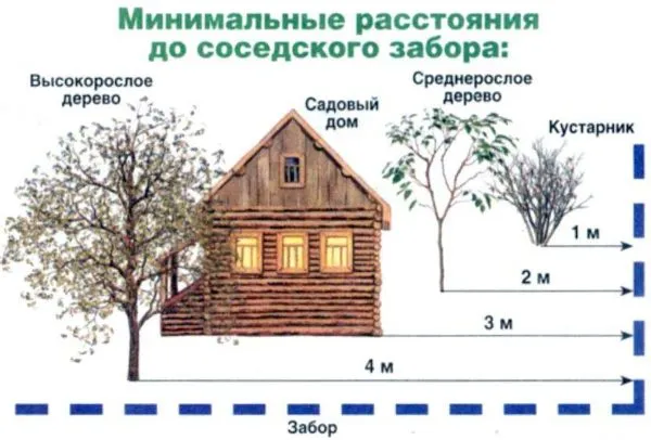 Схема расстояний между деревьями