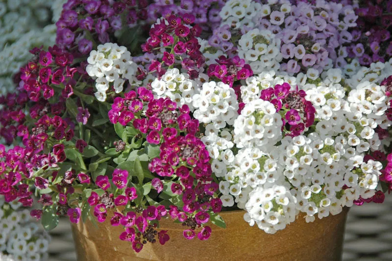 Sweet alyssum is a little tiger of a plant. New varieties like the Clear Crystal series have made this plant even more of a must-have in the cool season garden. (Photo by Norman Winter/MSU Extension Service)