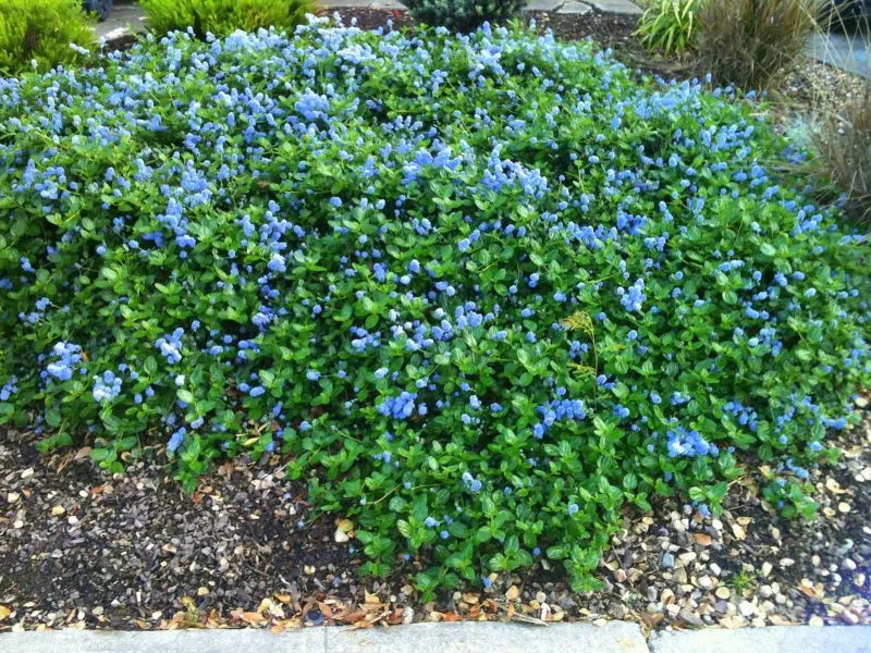 Ceanothus - low growing spreader, light blue flowers