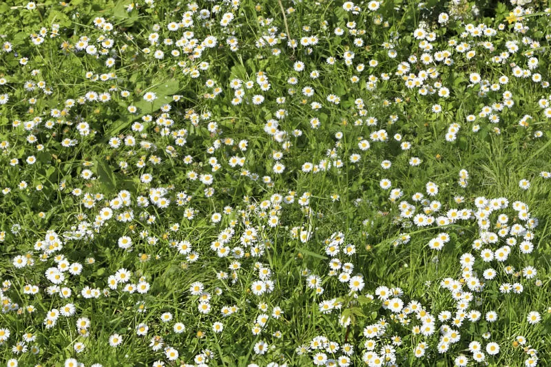 chamomile-lawn