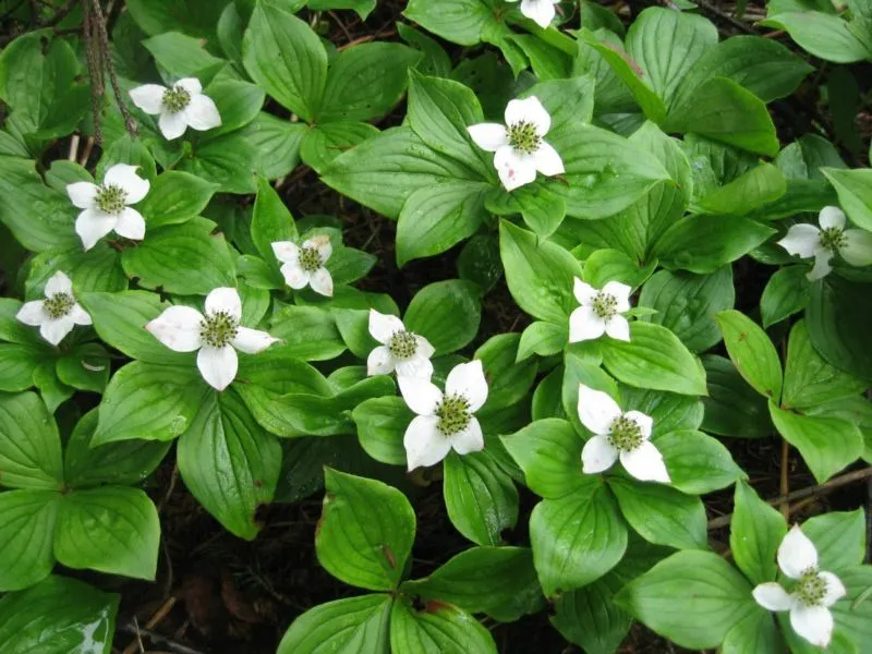 cornus-canadensis-bunchberry-ground-cover-low-growing-shrub-nativespecies-acidic-soil-flowers-berries-whistler-pemberton-landscaping