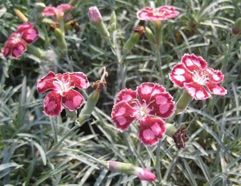 dianthus-spangled-star