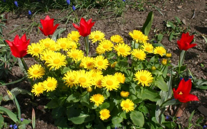 doronicum-and-dwarf-red-tulips