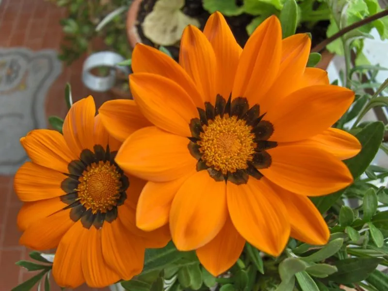 gazania-1