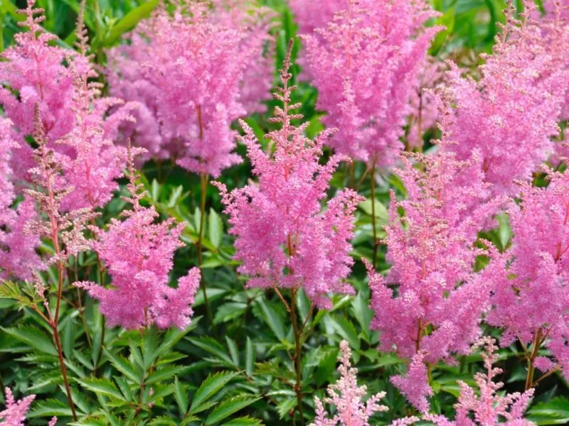 istock-6565880_perennial-astilbe-flower-shade-garden_s4x3-jpg-rend-hgtvcom-1280-960