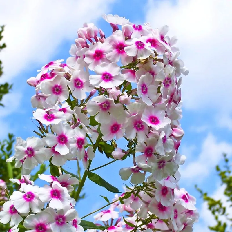 phloxpaniculata1