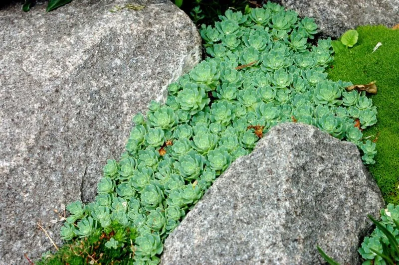 sedum-pachyclados-in-crevice