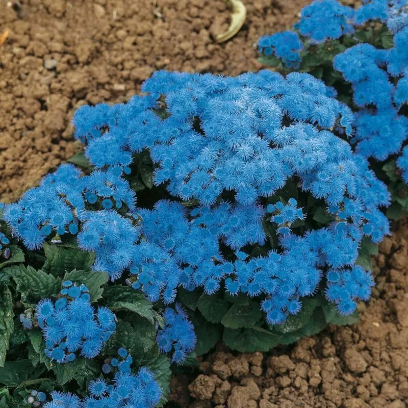 vyr_457ageratum-blue-danube18