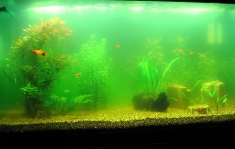 Такая среда может быть неблагоприятна для аквариумных рыб, да и красоты тут не наблюдается