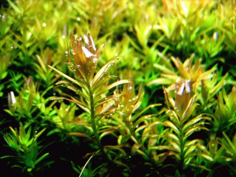 Пузыряние растений в аквариуме – признак происходящего фотосинтеза
