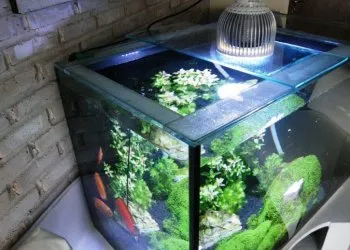 Освещение для аквариума с растениями: создаем настоящую мини вселенную