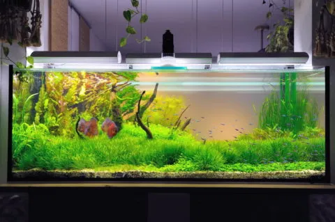 Освещение для растений аквариума подобрано оптимально