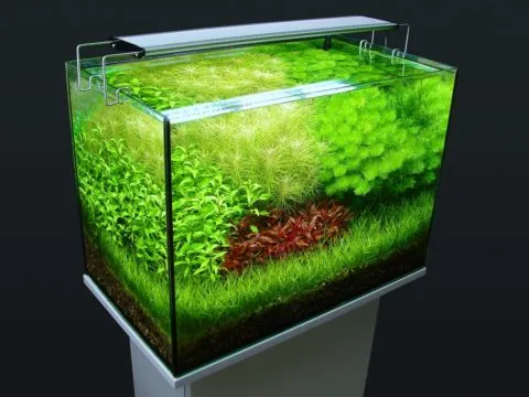 Настоящий подводный сад у вас дома