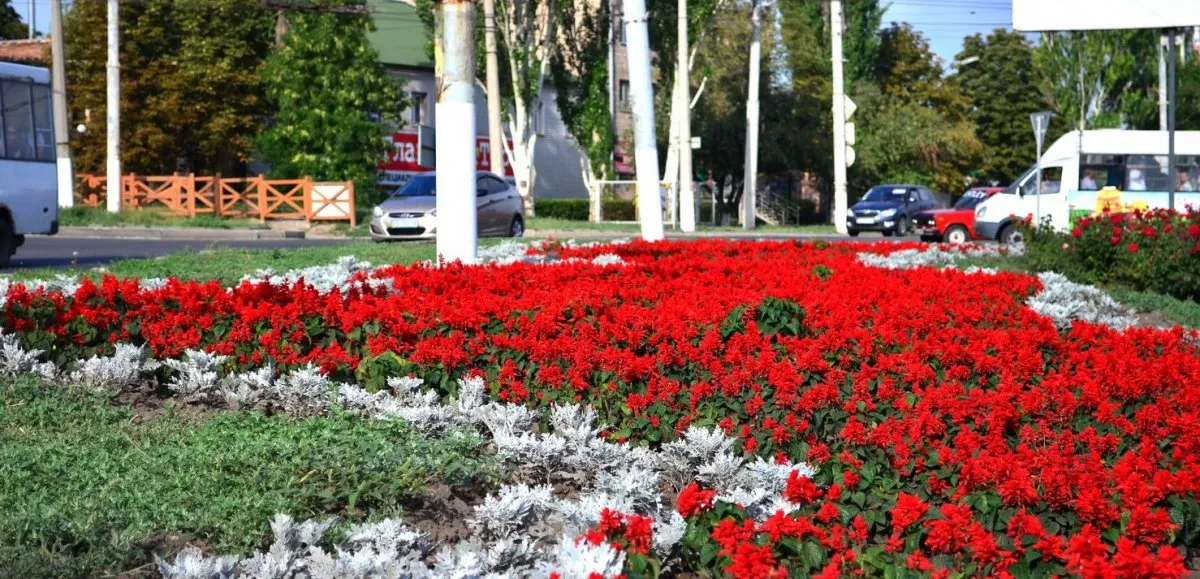 Красные цветочки в городских клумбах