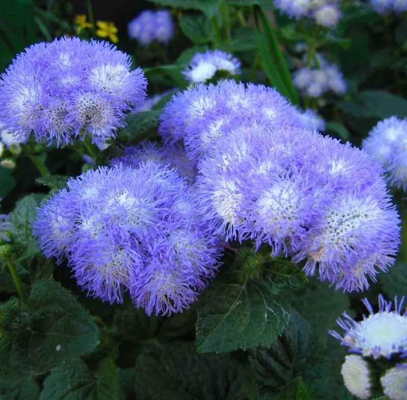 Агератум Хоустона (Ageratum houstonianum)