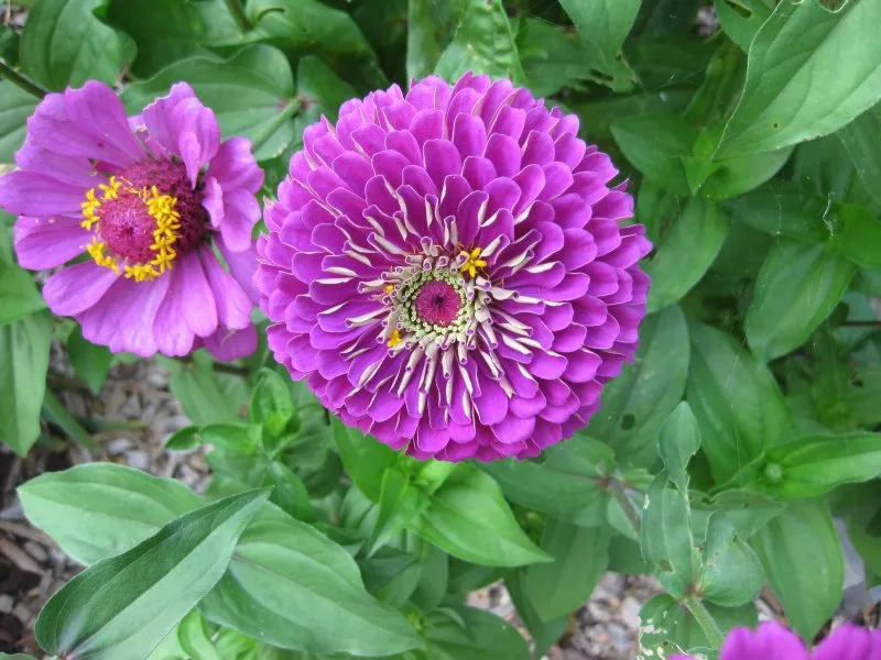 Цинния изящная (Zinnia elegans)