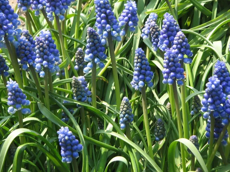 Мускари армянский Muscari armeniacum