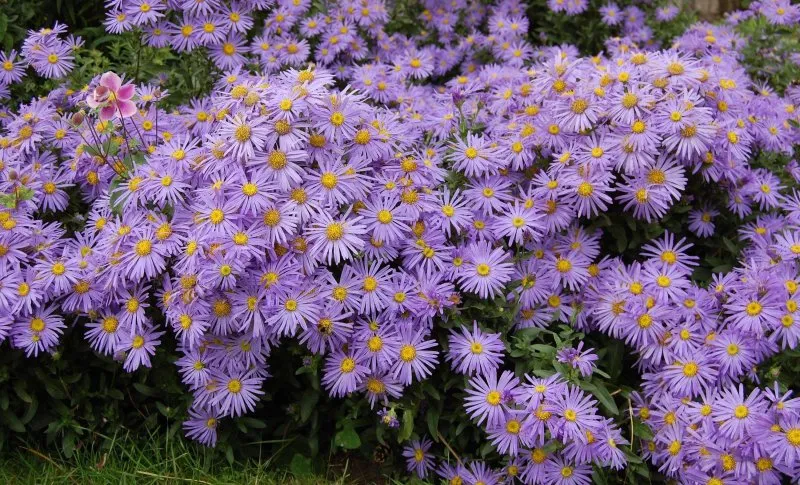 Астра Альпийская (Aster Alpinus)