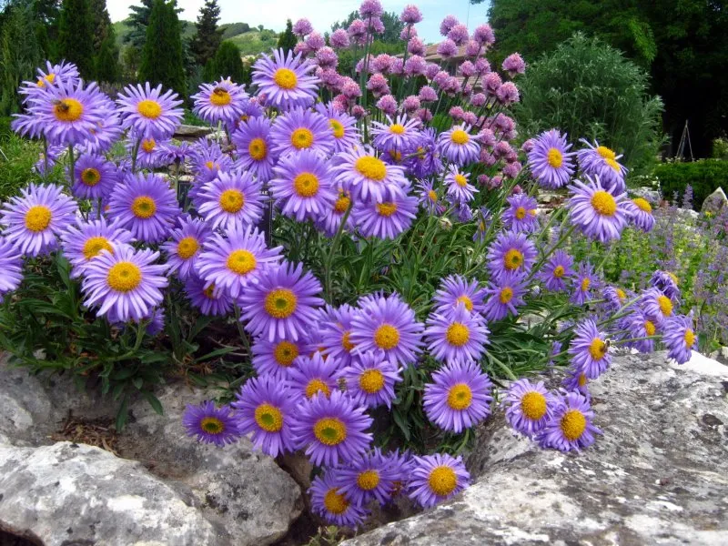 Астра Ромашковая. Aster amellus