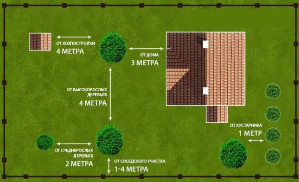 схема посадки деревьев