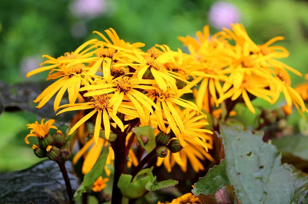 Бузульник, другое название Лигулярия (лат. Ligularia) фото