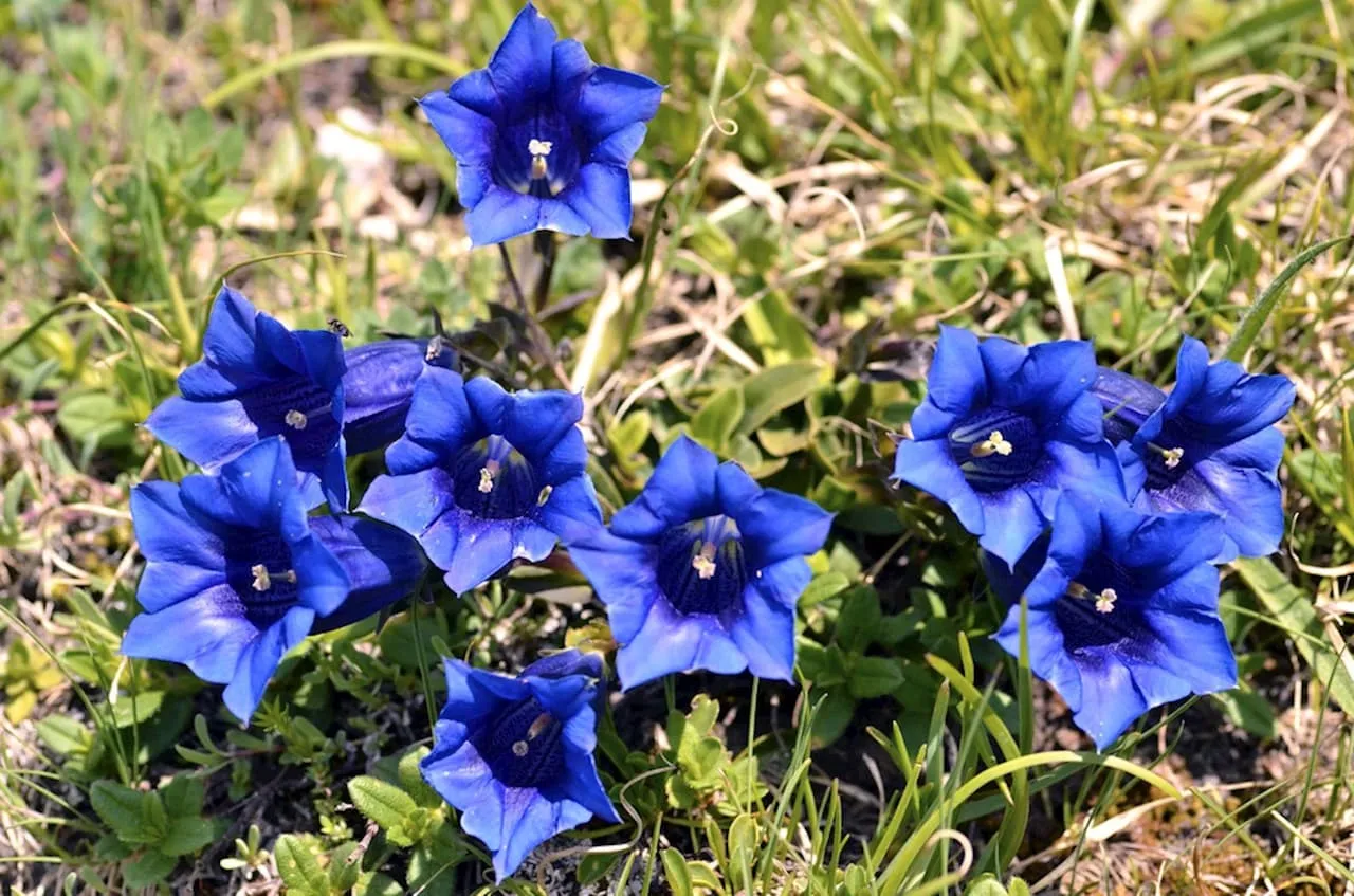 Горечавка (лат. Gentiana) фото