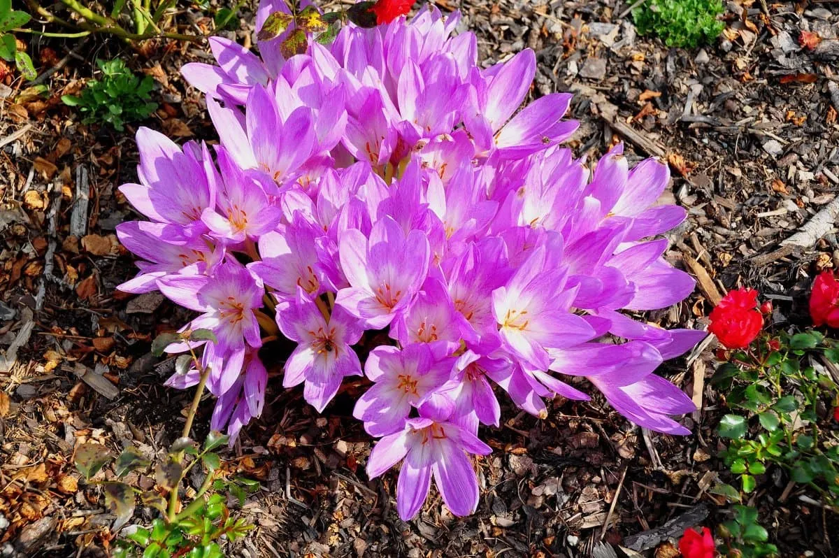 Безвременник (лат. Colchicum)