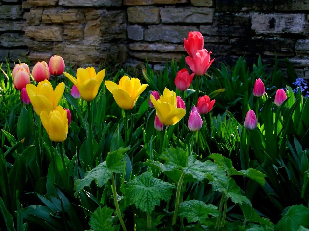 Тюльпаны (лат. Tulipa) в саду на клумбе