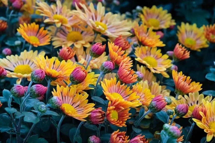 Хризантема (лат. Chrysanthemum) фото
