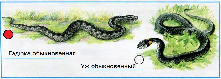 Условные знаки к правилам безопасности изученным на уроке окружающий мир