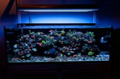 strong_style_color_b82220_fish_tank_strong_55x3w_led_aquarium_light_for_marine_coral_reef