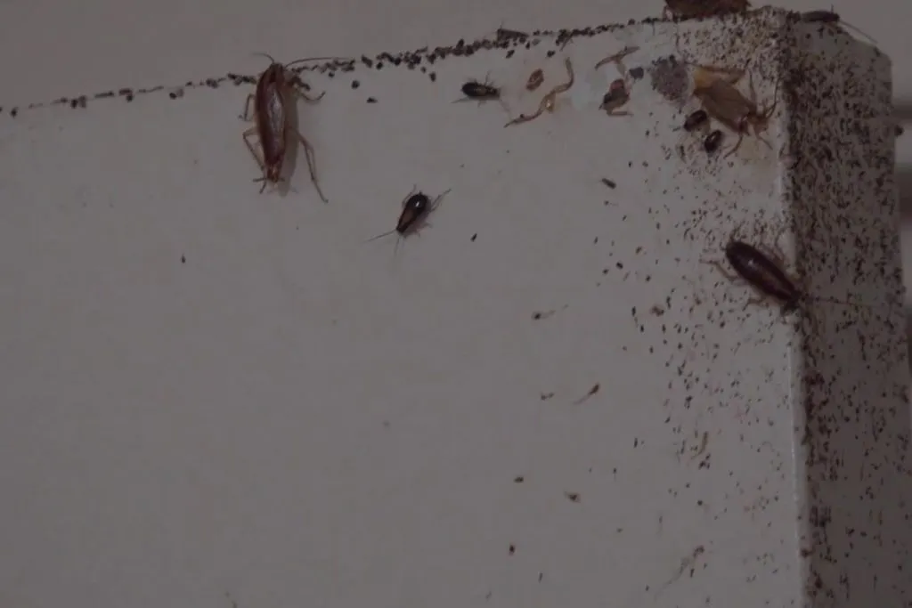 20 народных рецептов – как вывести тараканов навсегда в домашних условиях, своими руками самостоятельно. Миссия – избавиться за 1 день, тараканы на стене