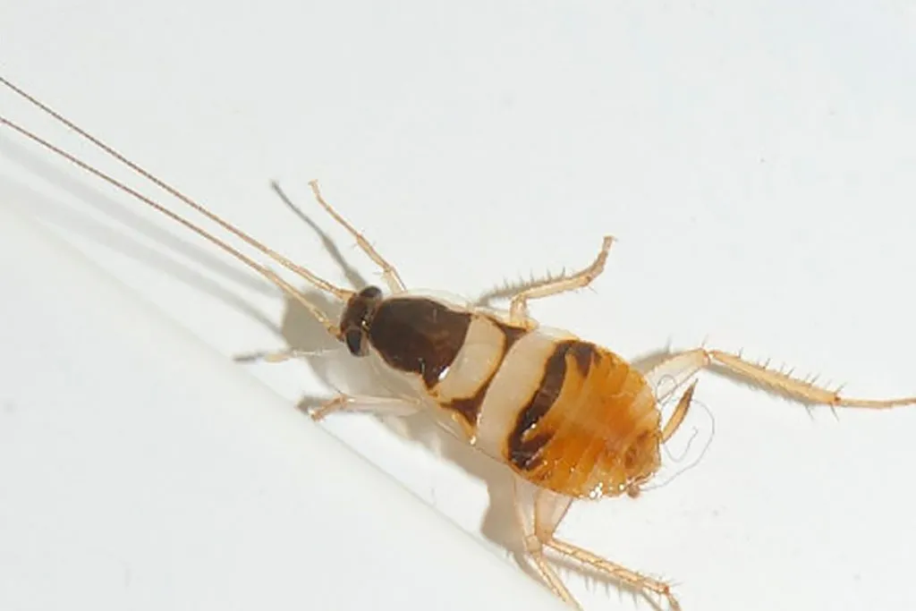 25 видов тараканов мебельные полосатые