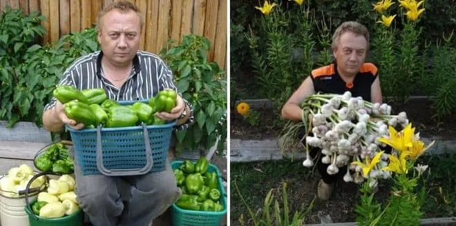 Урожайные грядки Игоря Лядова