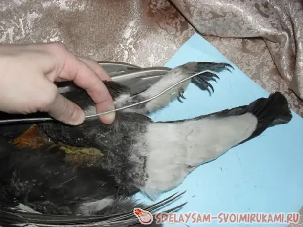 Как сделать чучело из птицы