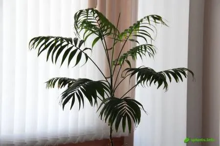 Пальма хамедорея – гость из тропиков, ставший домашним любимцем
