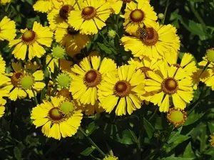 Солнечный цветок - Гелениум