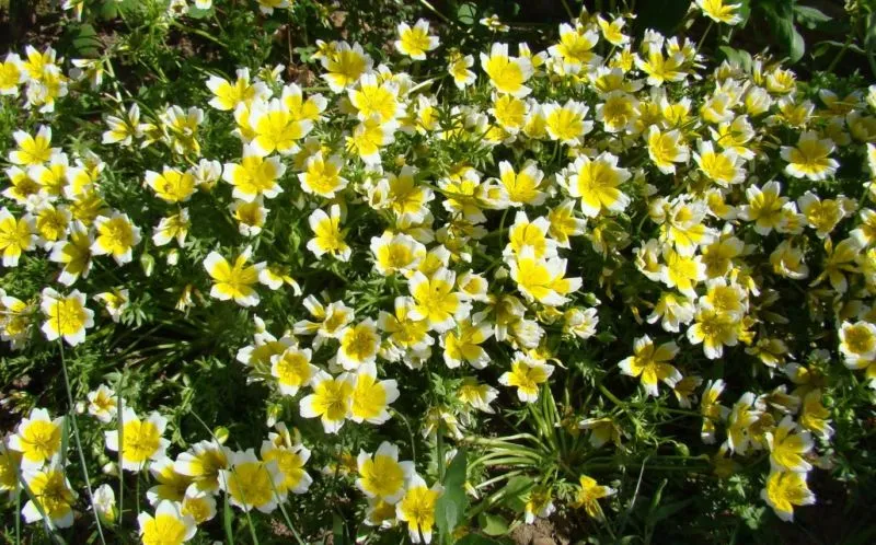 Limnanthes Douglasii