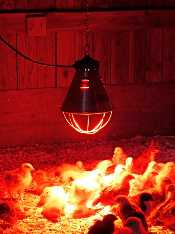 Красная согревающая лампа в курятнике
