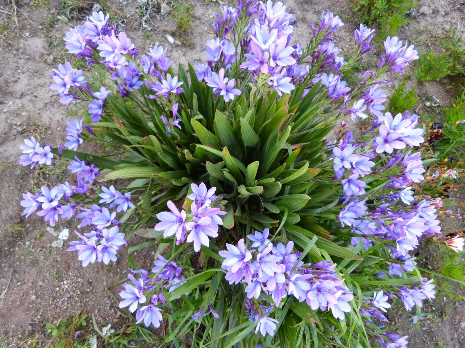 Babiana stricta